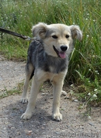 Чарлик скромный мальчик в дар - Изображение #2, Объявление #1138012