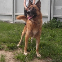 Рекс кобель овчарки в дар - Изображение #2, Объявление #1144168