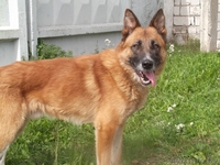 Рекс кобель овчарки в дар - Изображение #3, Объявление #1144168