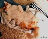 Рыжая морда скучает у окошка и ждет своих родителей!!!!!!!!  - Изображение #1, Объявление #1143518