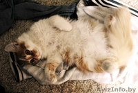 Рыжая морда скучает у окошка и ждет своих родителей!!!!!!!!  - Изображение #2, Объявление #1143518