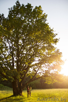 Свадебная фотография для хороших людей - Изображение #9, Объявление #1178135