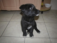 Комок позитива - Бася!!! - Изображение #5, Объявление #1182733