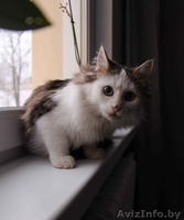 Очаровательный котенок - мальчик в дар	. - Изображение #1, Объявление #1186515