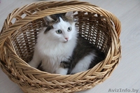 Очаровательный котенок - мальчик в дар	. - Изображение #4, Объявление #1186515