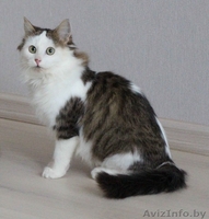 Очаровательный котенок - мальчик в дар	. - Изображение #5, Объявление #1186515
