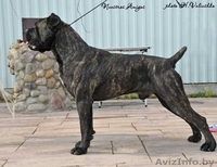 Щенки Итальянского Кане корсо - Изображение #1, Объявление #1209417