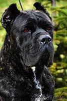 Щенки Итальянского Кане корсо - Изображение #2, Объявление #1209417