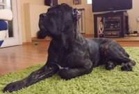 Щенки Итальянского Кане корсо - Изображение #4, Объявление #1209417