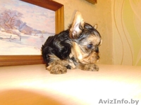 Щенки йоркширского терьера готовятся к продаже - Изображение #1, Объявление #1224589