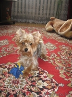 Щенки йоркширского терьера готовятся к продаже - Изображение #2, Объявление #1224589