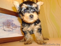 Щенки йоркширского терьера готовятся к продаже - Изображение #3, Объявление #1224589