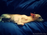 Вязка той-терьер - Изображение #1, Объявление #1252614