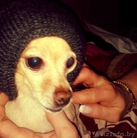 Вязка той-терьер - Изображение #2, Объявление #1252614