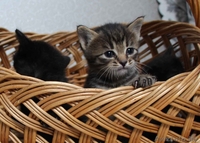 Очаровательные котята мечтают найти хозяев - Изображение #5, Объявление #1267477