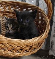 Очаровательные котята мечтают найти хозяев - Изображение #1, Объявление #1267477