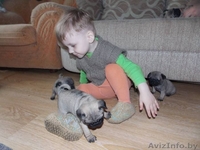 Щенки мопса. Мальчики и девочки. - Изображение #1, Объявление #1269461