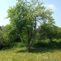 Дача с участком, остановка электрички возле дачи. Дачный поселок Бибковщина - Изображение #3, Объявление #1273145