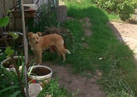 щенки в дар SOS - Изображение #3, Объявление #1280855