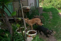 щенки в дар SOS - Изображение #1, Объявление #1280855