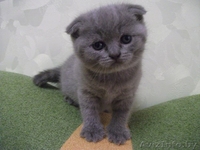 Британские вислоухие котята - Изображение #1, Объявление #1292963