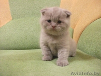 Британские вислоухие котята - Изображение #2, Объявление #1292963