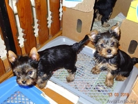 Дешево Щенки йоркширского терьера от чистокровных родителей - Изображение #3, Объявление #1411063