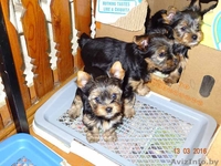 Дешево Щенки йоркширского терьера от чистокровных родителей - Изображение #2, Объявление #1411063