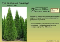 Туи, декоративные кустарники, многолетние цветы - Изображение #2, Объявление #1459403