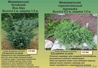 Туи, декоративные кустарники, многолетние цветы - Изображение #4, Объявление #1459403