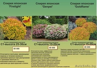 Туи, декоративные кустарники, многолетние цветы - Изображение #3, Объявление #1459403