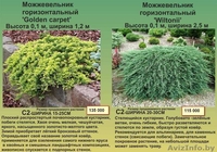 Туи, декоративные кустарники, многолетние цветы - Изображение #6, Объявление #1459403