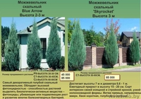 Туи, декоративные кустарники, многолетние цветы - Изображение #5, Объявление #1459403