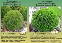 Туи, декоративные кустарники, многолетние цветы - Изображение #1, Объявление #1459403