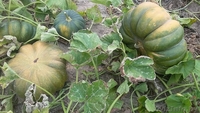 Тыква оптом 5тонн - Изображение #3, Объявление #1491649