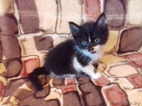подарю прекрасных котят - Изображение #1, Объявление #1499308