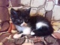 подарю прекрасных котят - Изображение #2, Объявление #1499308