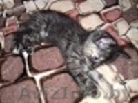 подарю прекрасных котят - Изображение #3, Объявление #1499308