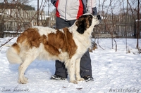 Шикарные щенки московской сторожевой - Изображение #2, Объявление #1544248