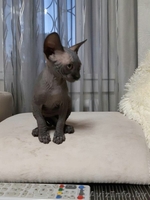 Грациозные котята- канадские сфинксы - Изображение #4, Объявление #1380106