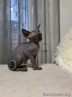 Грациозные котята- канадские сфинксы - Изображение #3, Объявление #1380106