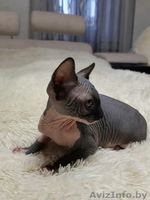 Грациозные котята- канадские сфинксы - Изображение #5, Объявление #1380106