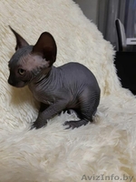 Грациозные котята- канадские сфинксы - Изображение #2, Объявление #1380106