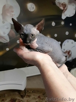 Грациозные котята- канадские сфинксы - Изображение #7, Объявление #1380106