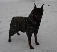 Щенки цвингпинчера - Изображение #6, Объявление #1631465