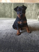 Щенки цвингпинчера - Изображение #2, Объявление #1631465