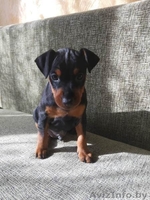 Щенки цвингпинчера - Изображение #4, Объявление #1631465