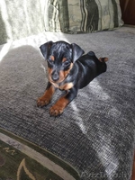 Щенки цвингпинчера - Изображение #3, Объявление #1631465