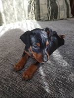 Щенки цвингпинчера - Изображение #1, Объявление #1631465