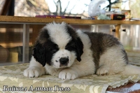 Шикарные щенки московской сторожевой - Изображение #3, Объявление #1544248